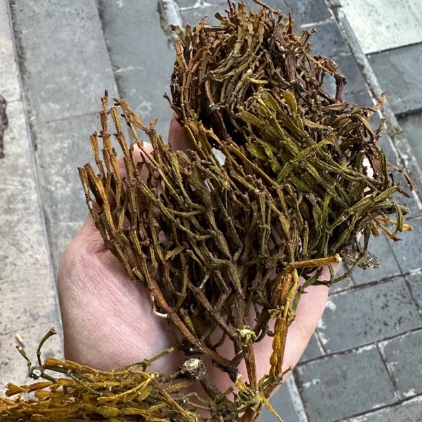 云南古树茶生长5-10年《螃蟹脚》