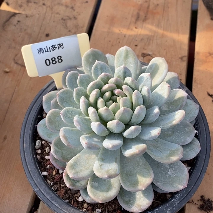 D088- 直播福利 翡翠香槟