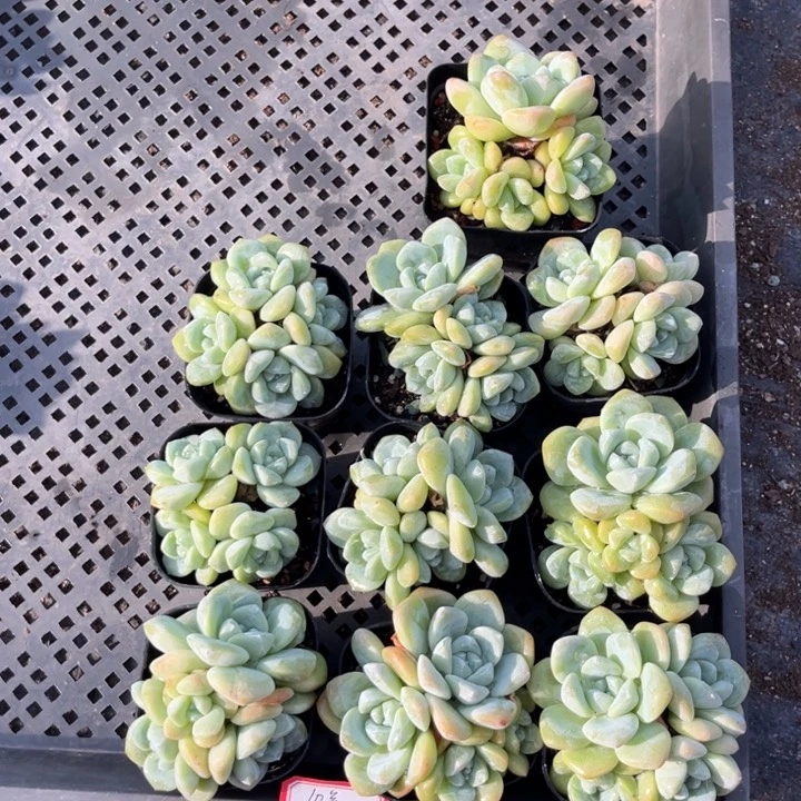 冰玉多肉七方盆一组10号