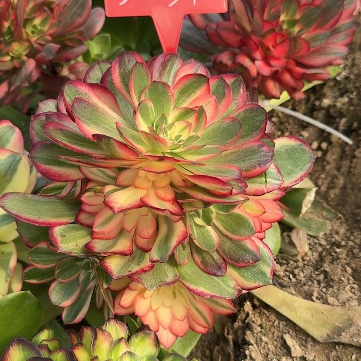 3-31黑魔锦多肉法师