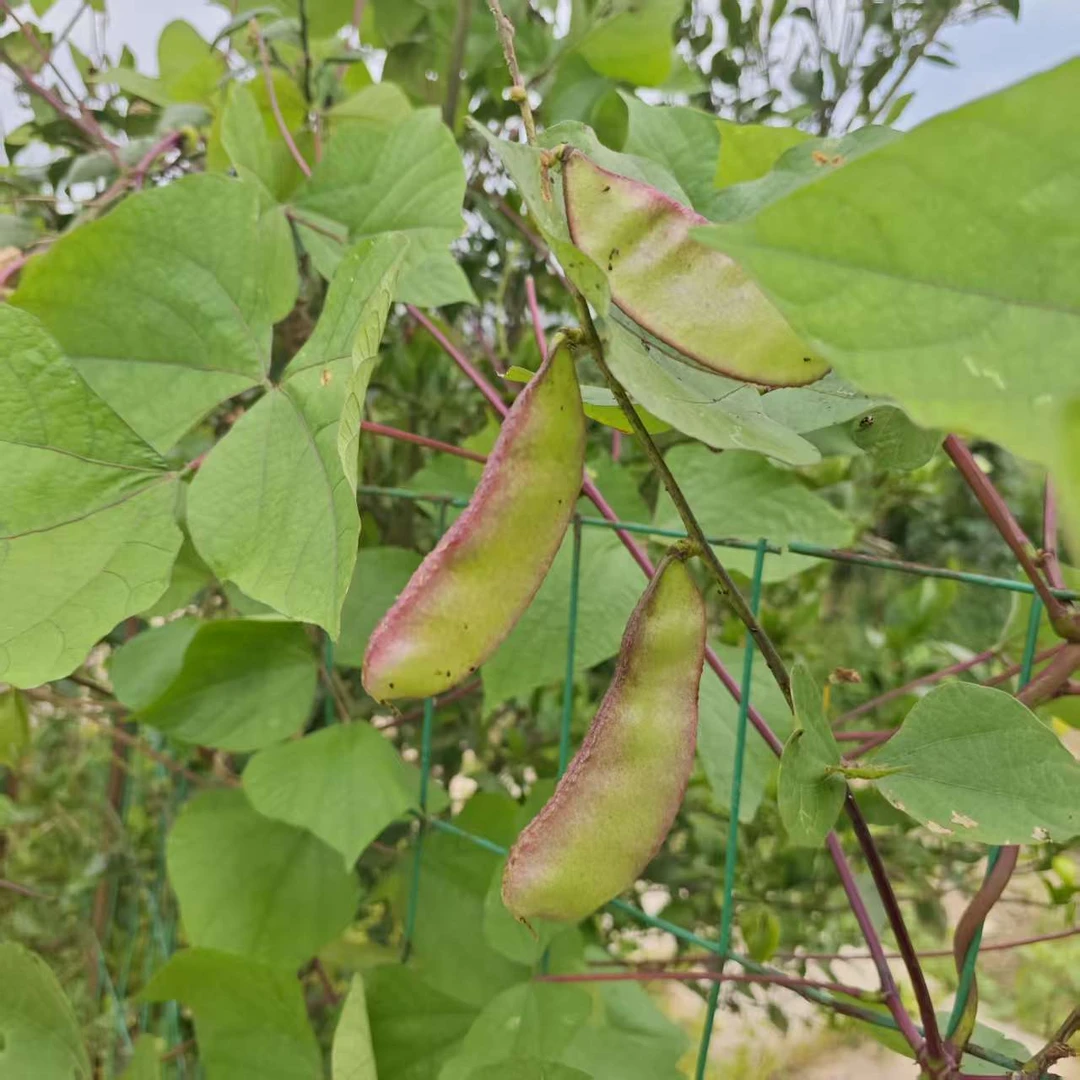 【鹅米豆】夏季新品鹅眉豆猪耳朵紫边眉豆