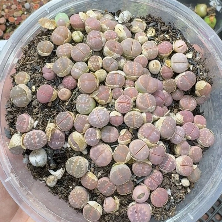 6562 生石花和肉锥