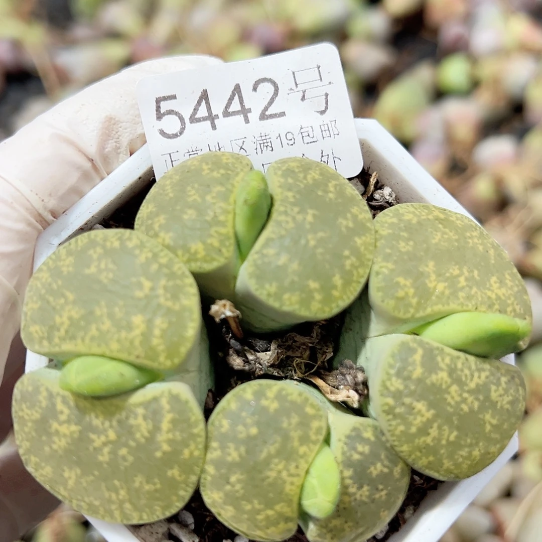 5442 好养易活生石花大母本