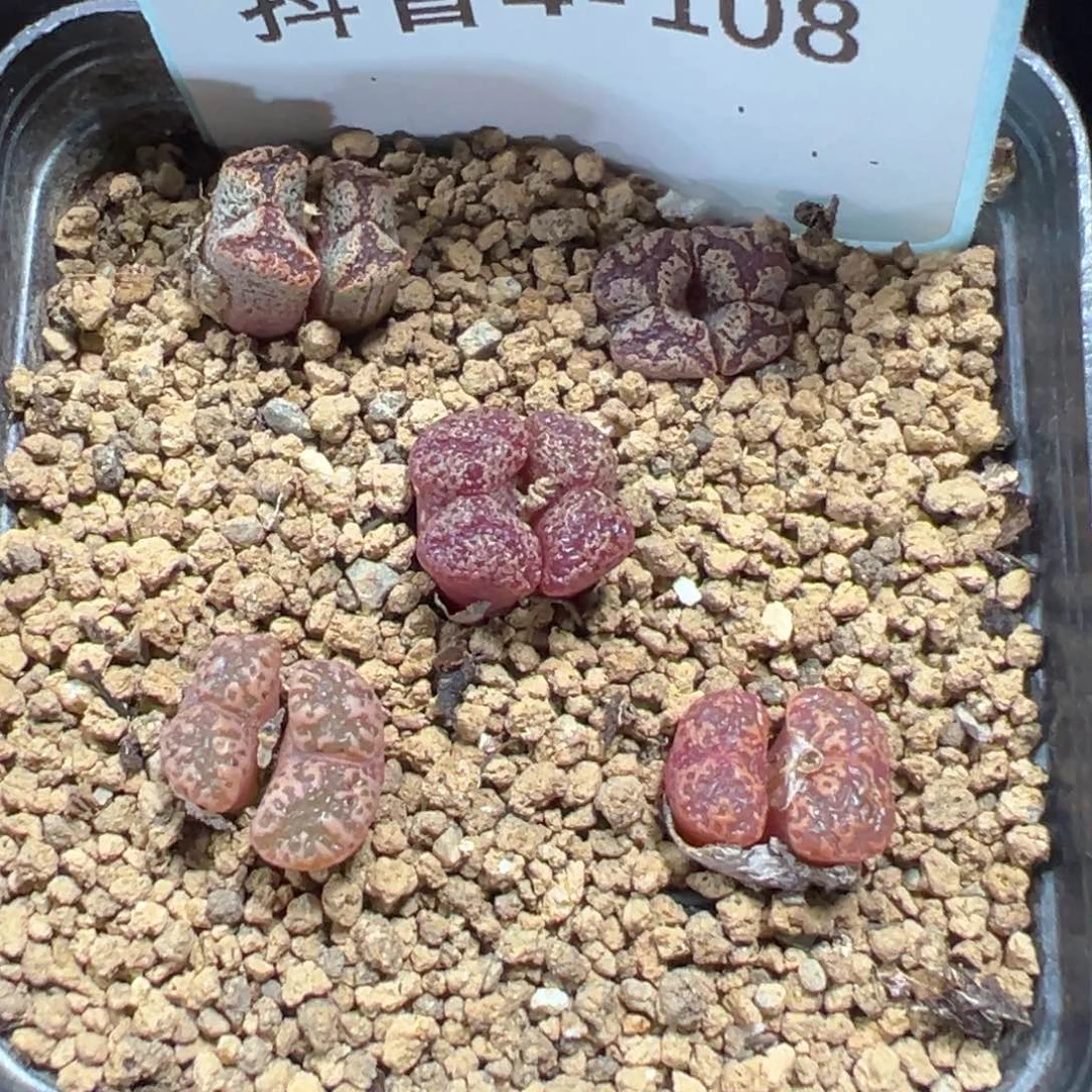4-108肉锥多肉植物