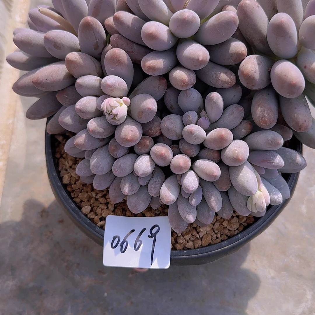 润***）0669汤圆多肉植物