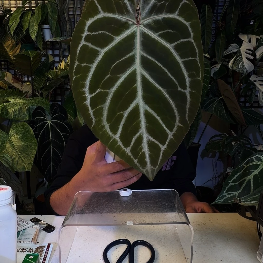 完全开放X153撕裂银狂红