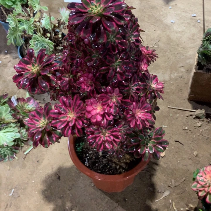 739冰淇淋多肉植物特价