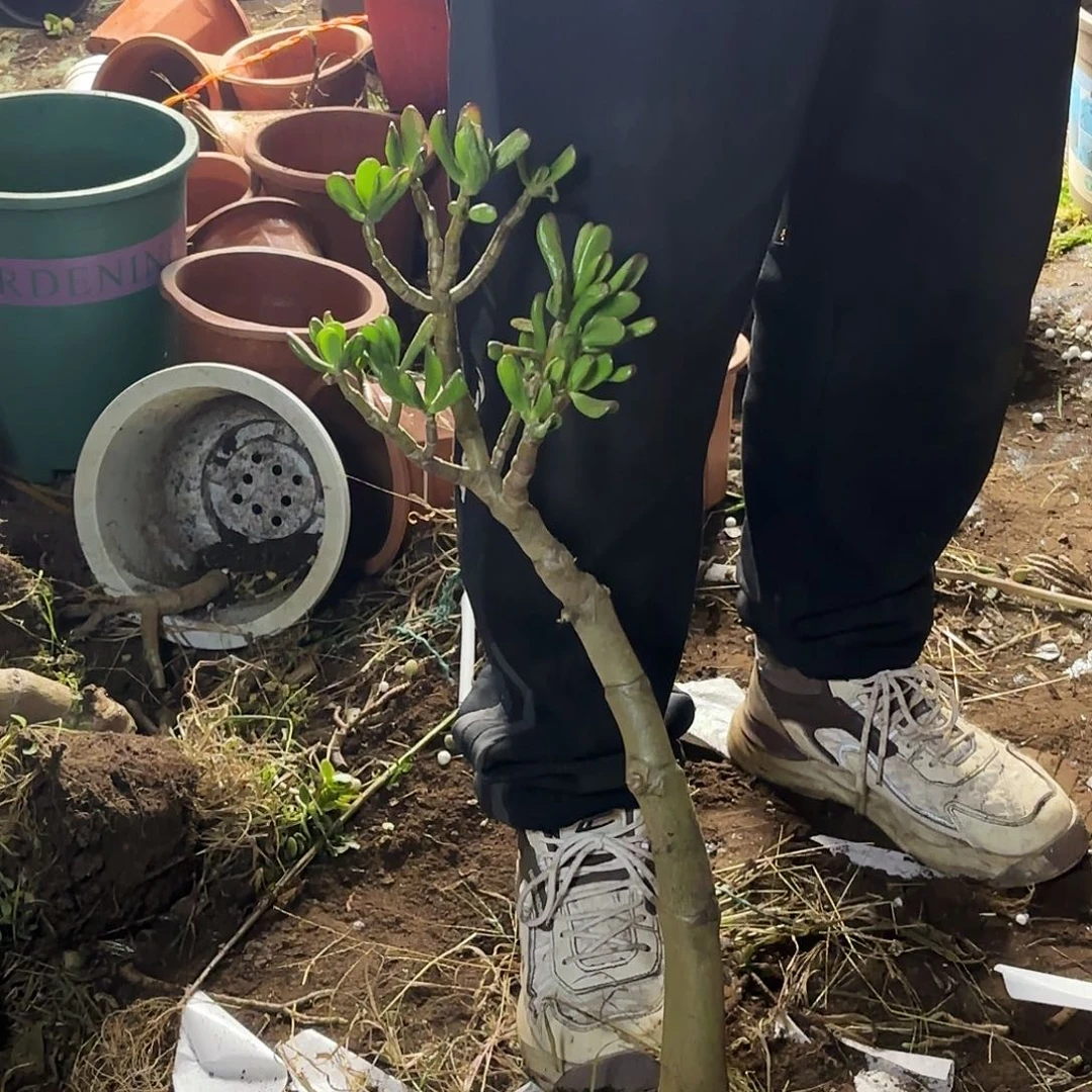 力***河7070铲月吸财树不售后