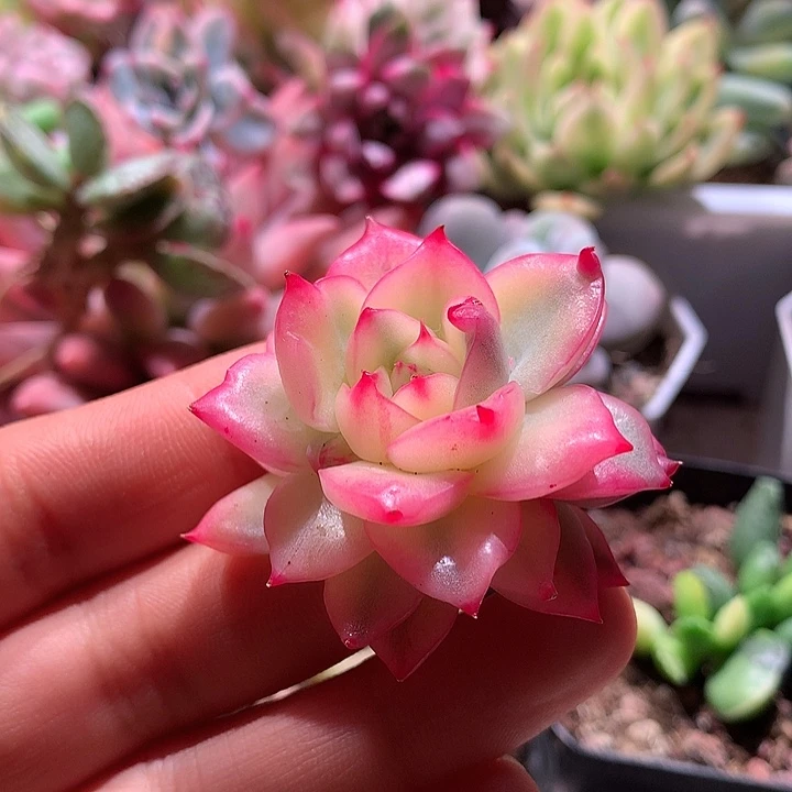 弗罗瑞安娜腹轮锦