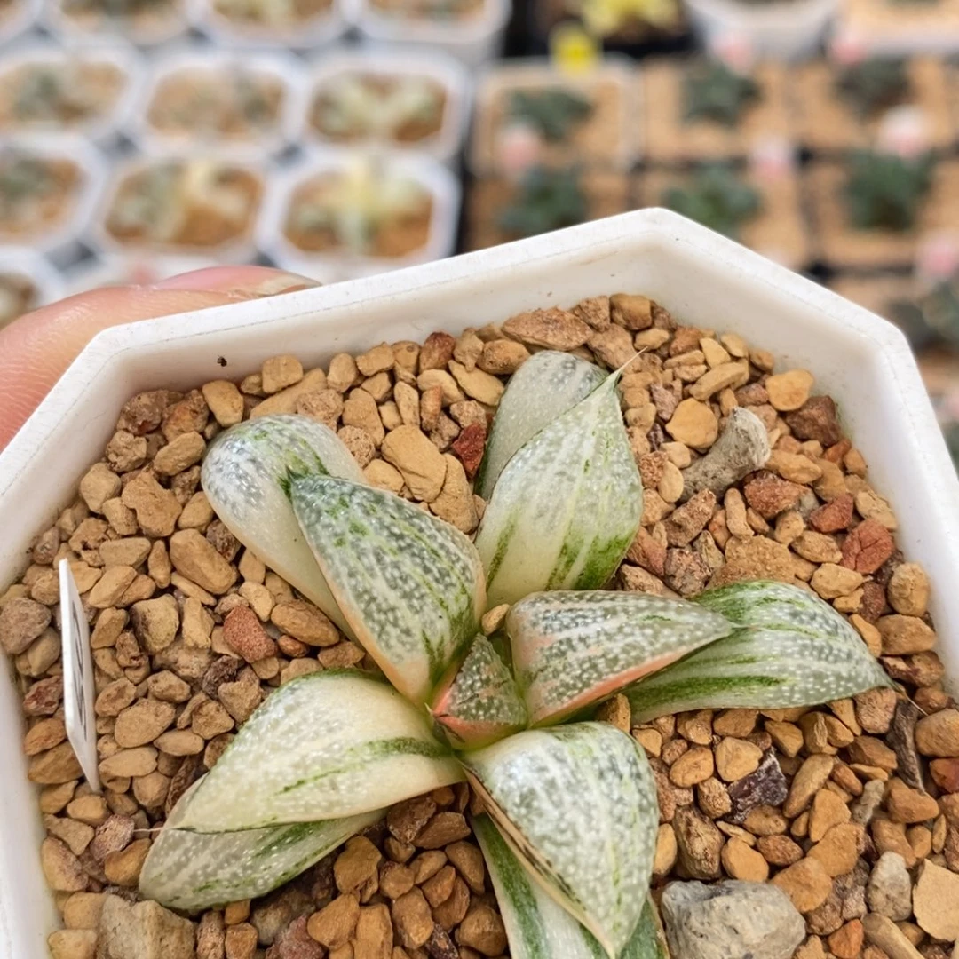 不开花植物50青蟹
