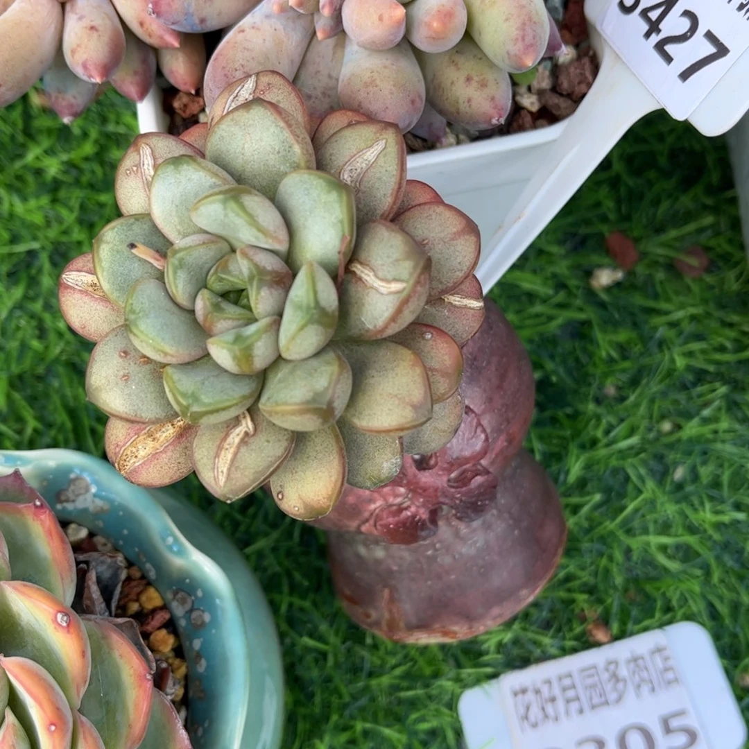 往***生多肉植物3427 一定要拍个冷链哦