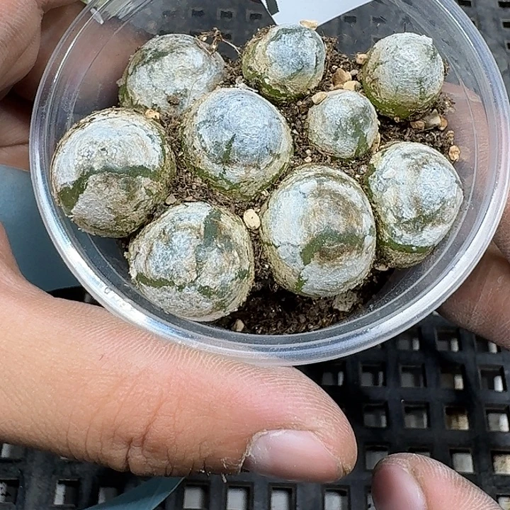 33 多肉植物多肉植物