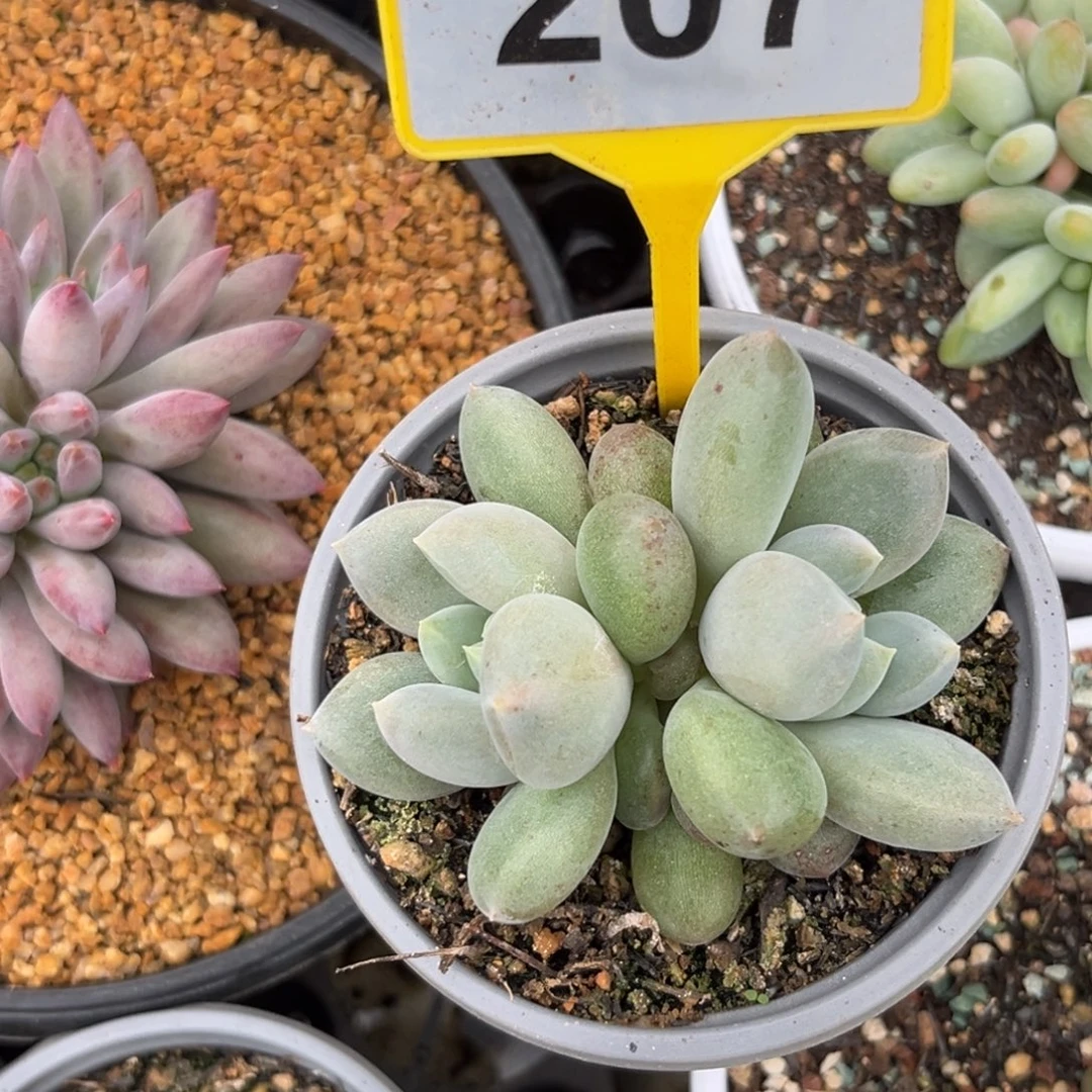 多肉植物胖体哥特207