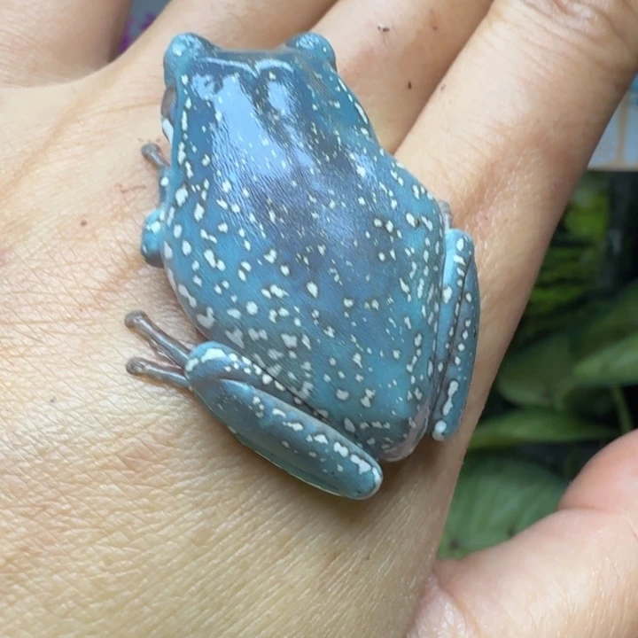 老爷树蛙11 澳蓝暴雪蓝紫色大白腿