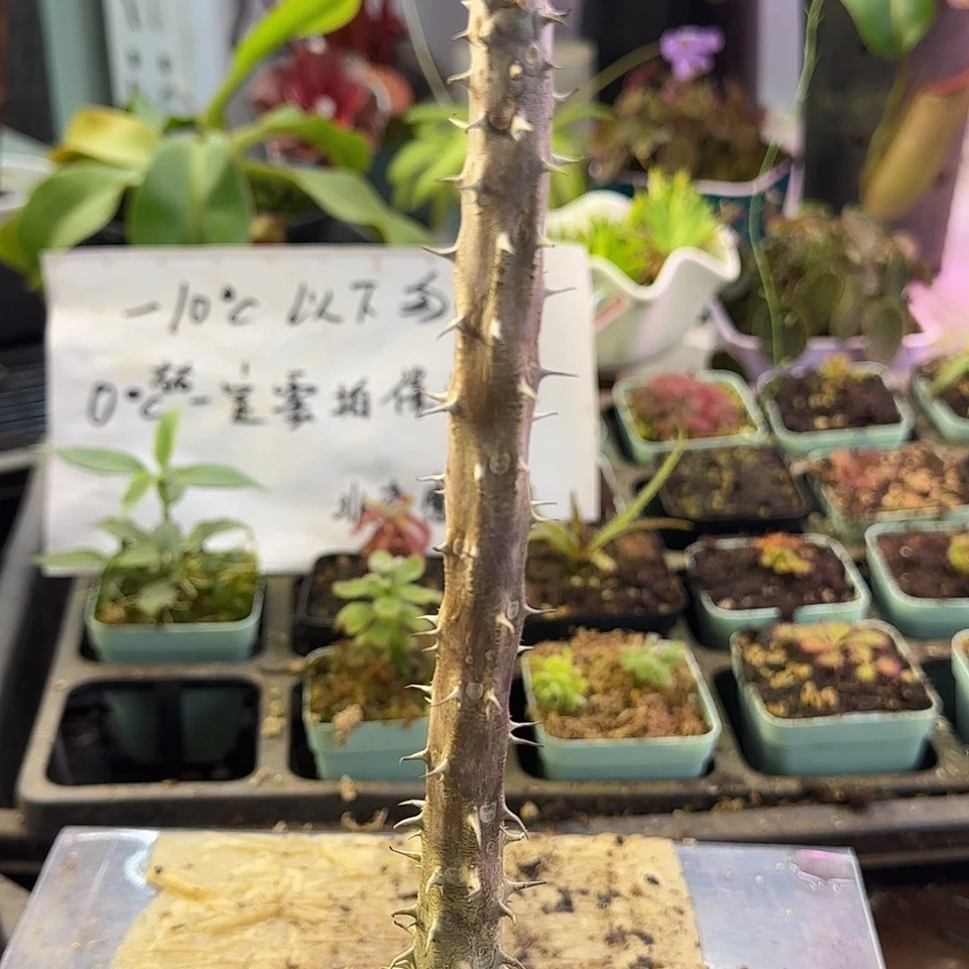 Z***X完全开放虎刺梅大棒棒