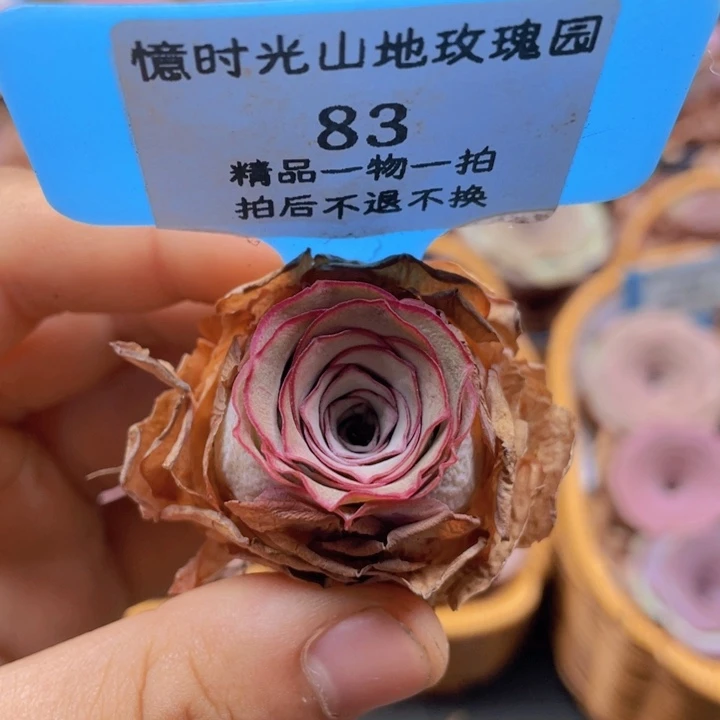 山地玫瑰83裸根发货不售后