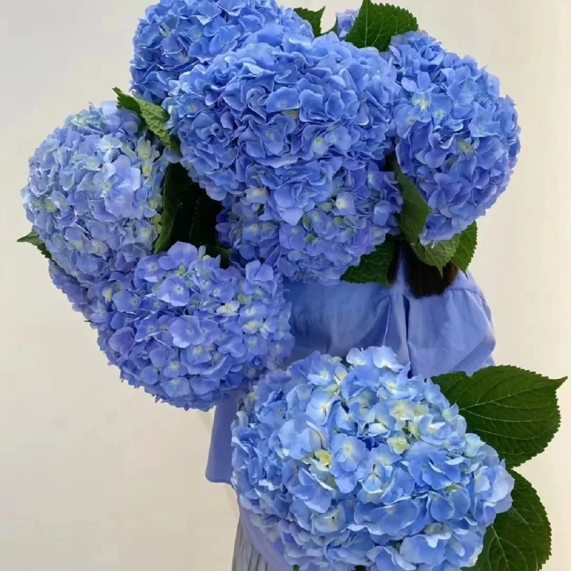 【云台花卉】海蓝绣球花  两单升级顺丰冷链