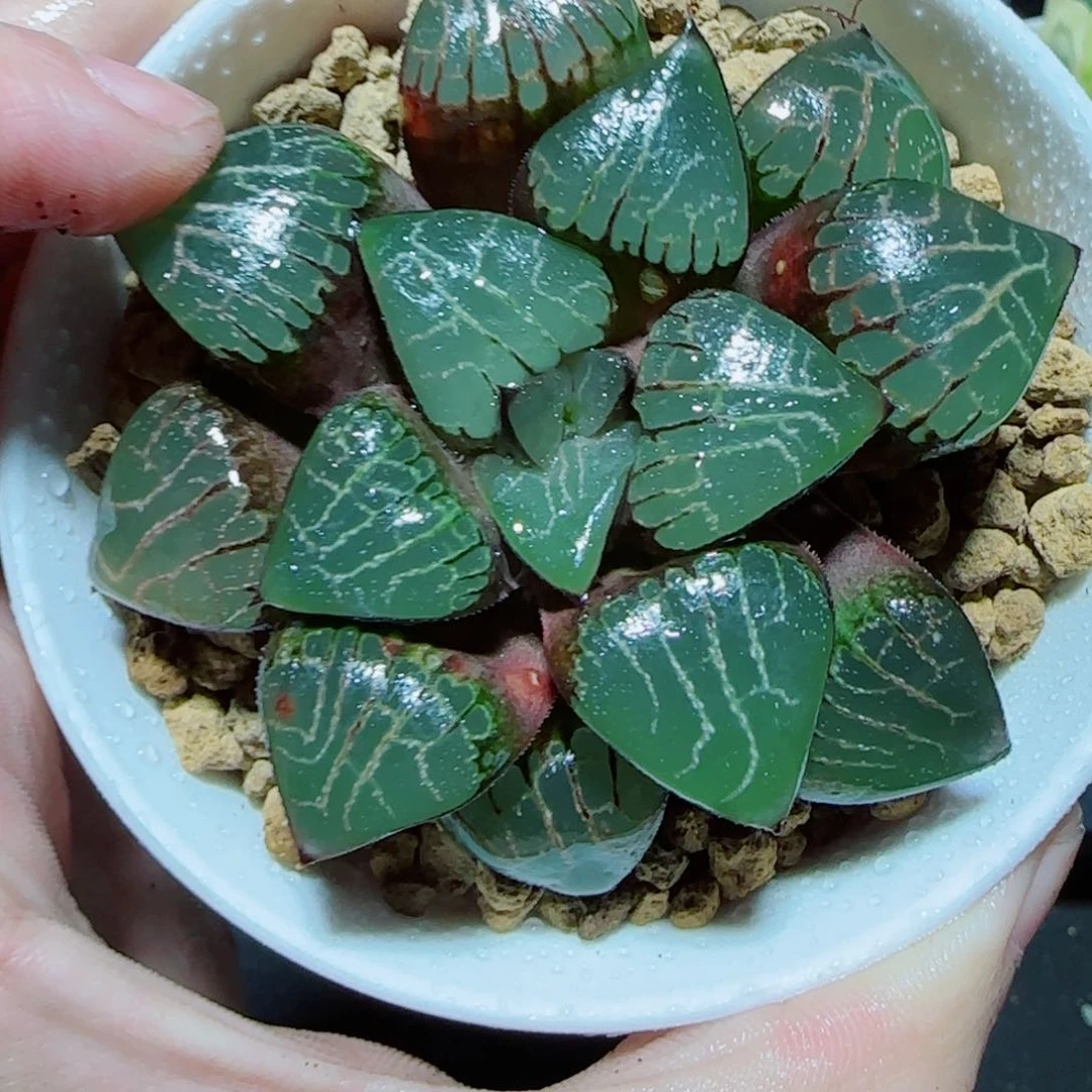 爱神克多肉植物