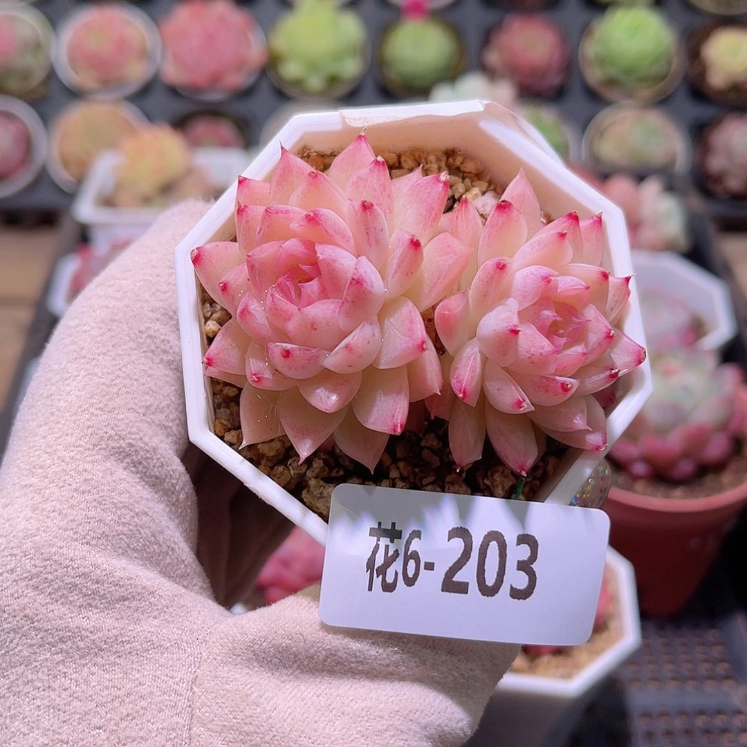 花利美6-203女王玫瑰