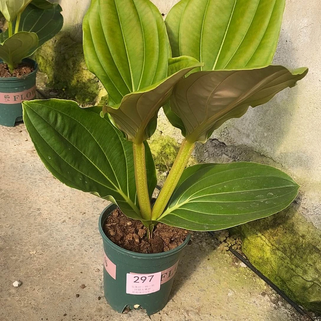 木本植物喵***家木本花卉297