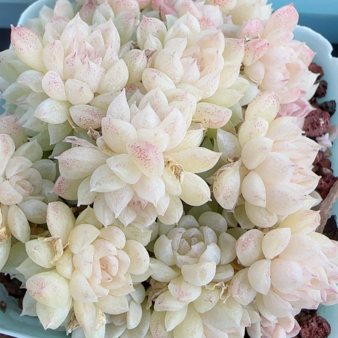 花语逸镜0130-567散