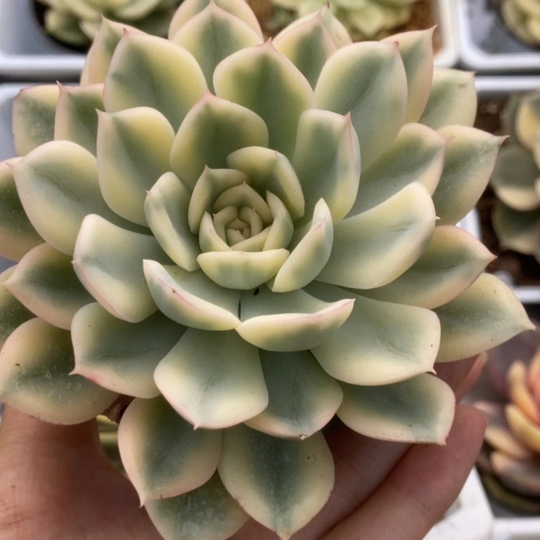 410月亮仙子锦锦锦锦锦锦锦