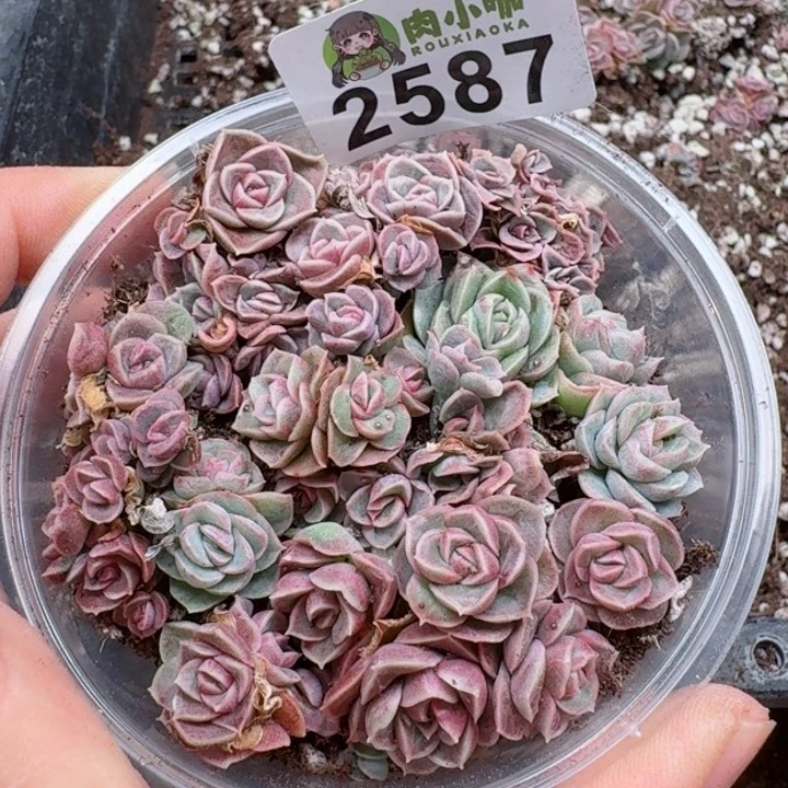 多肉植物多肉植物