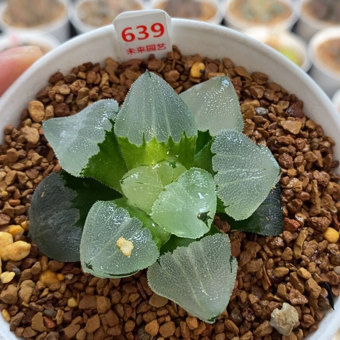 639冰鸾玉寿一物一图