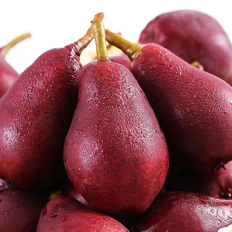 河北红啤梨新鲜软糯香甜超甜皮薄红皮梨子整箱现摘现发包邮