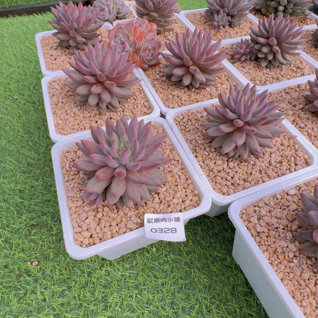 多肉植物车厘子单头量拍一颗