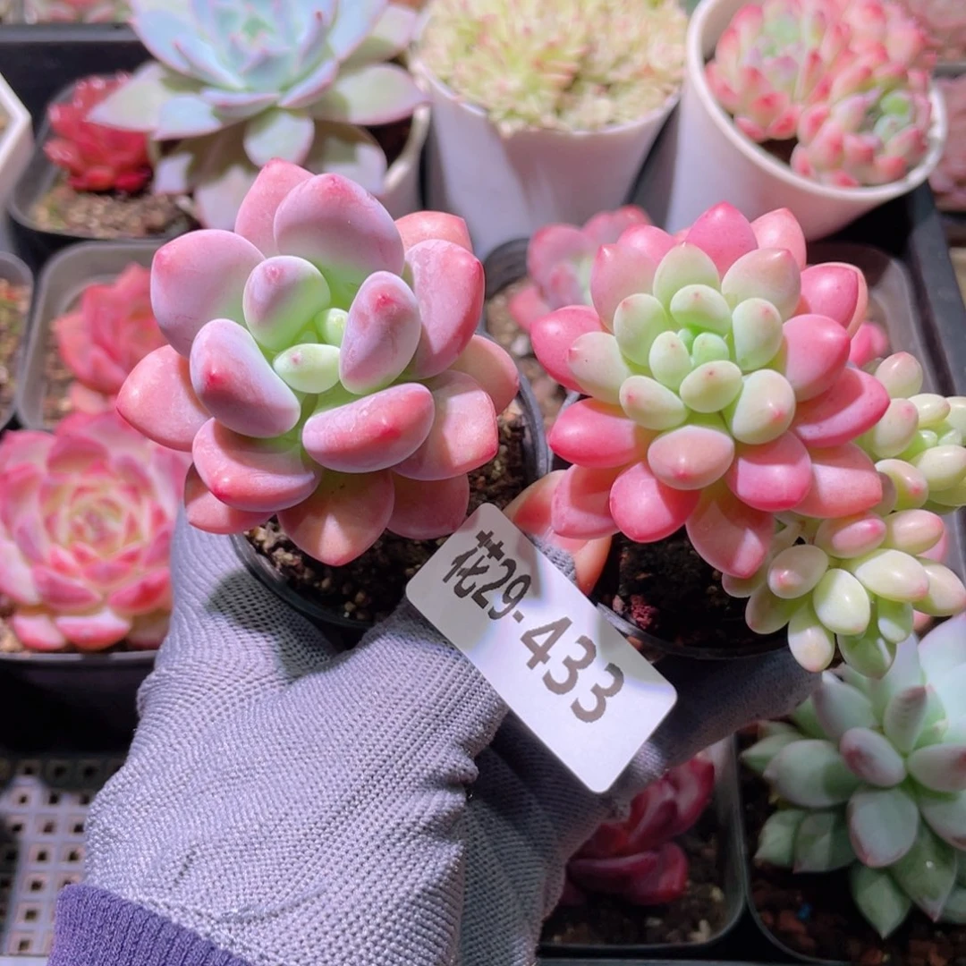 花利美29-433洛神＋洛可可