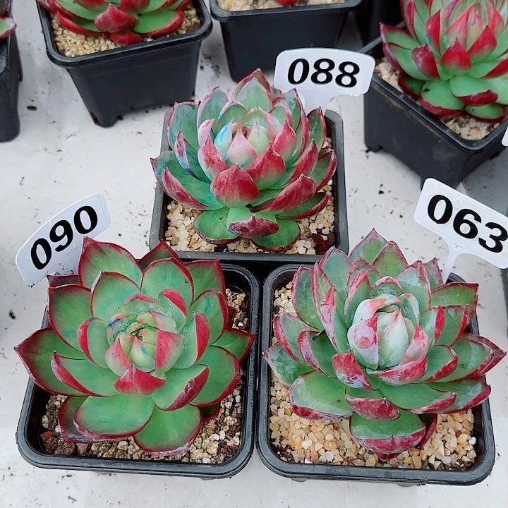 ༺****惊鸿仙子多肉088 090 063