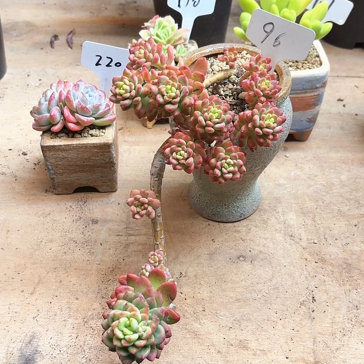 多肉植物，香格里拉96号