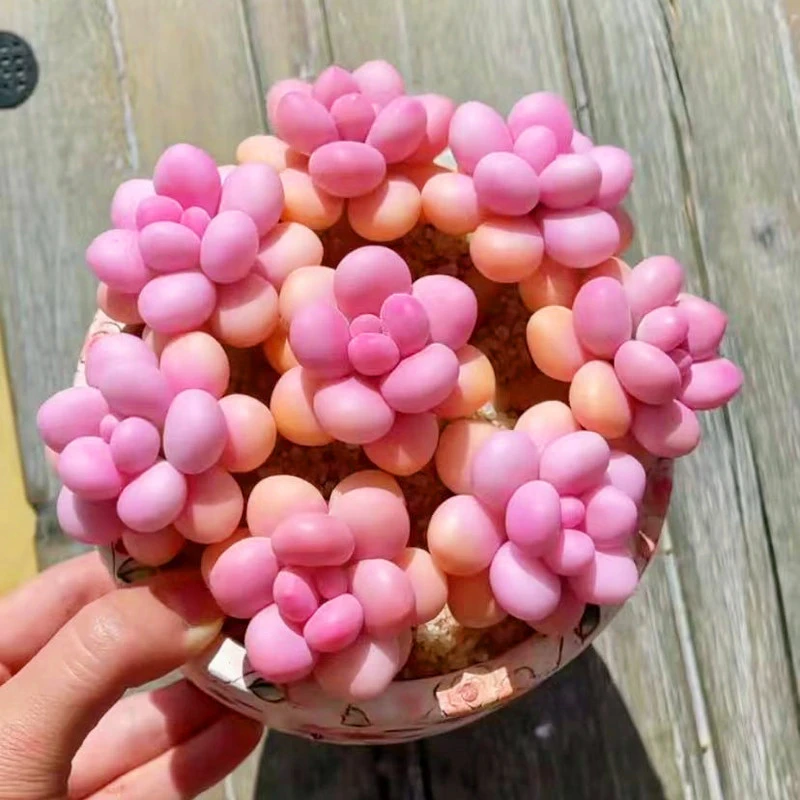 初见多肉花坊多肉植物桃蛋大盆果冻色带盆栽好净化空气美观