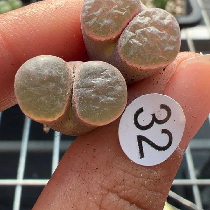 32号两颗双111福利不代表平时价格