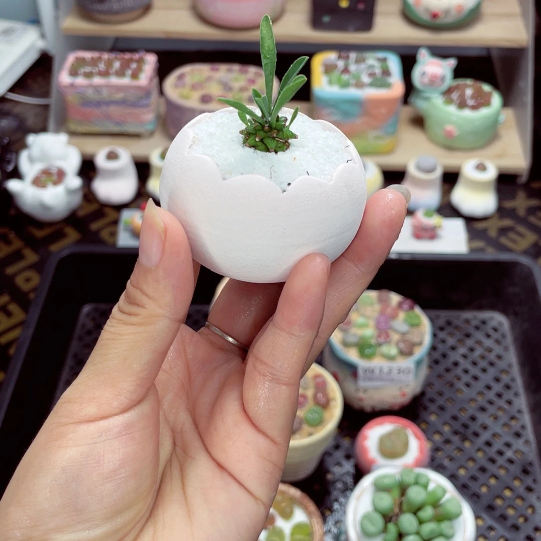 w1234 带盆土发货一物一拍