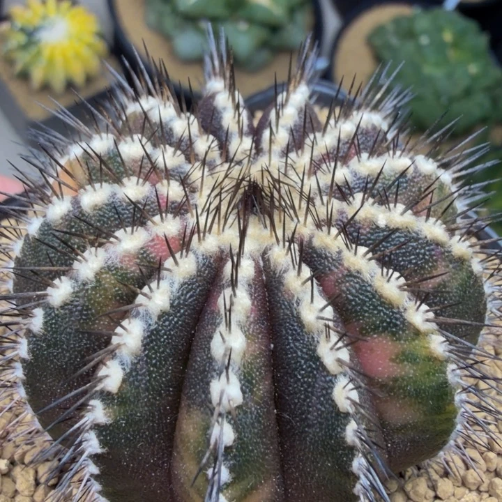 五彩斑斓的黑尤伯矮大型