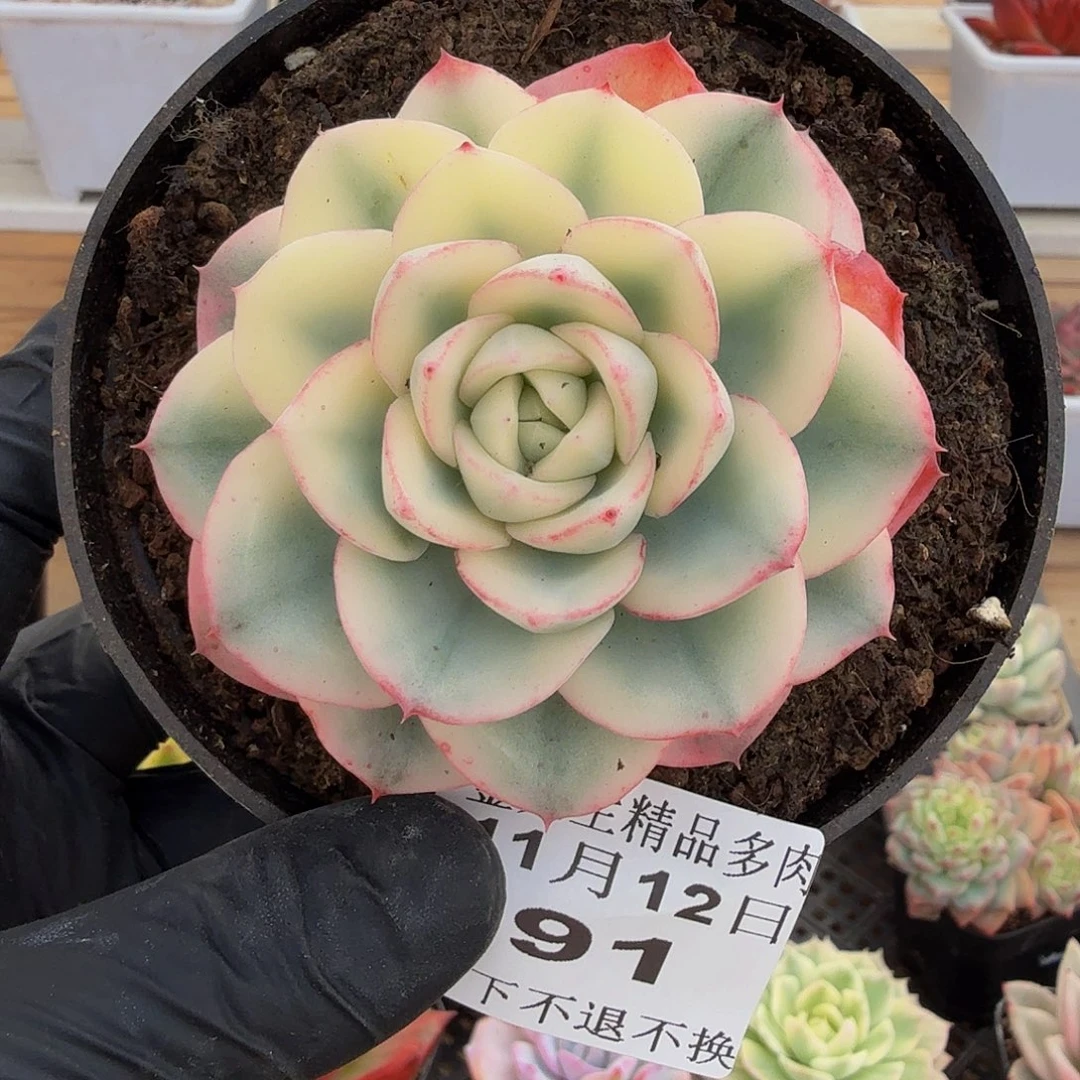 1112-91奶油黄桃宽锦