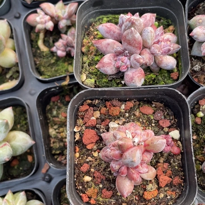 小***记一我一拍满18包邮2颗