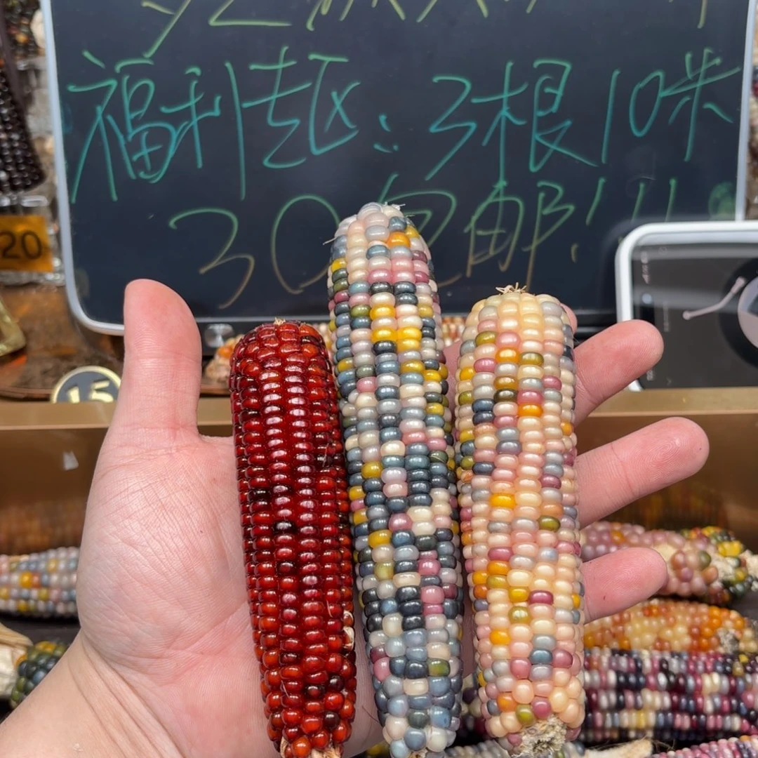 柏香籽/百香籽吊坠昕*