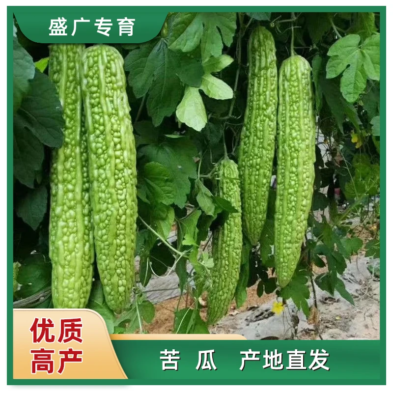 【苦瓜】盛广专育苦瓜苗