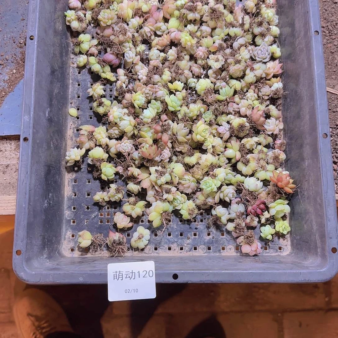 直播一物一拍多肉120