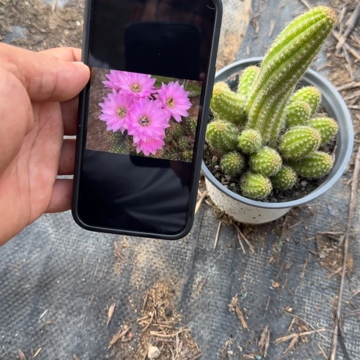 白檀仙人掌天堂群生随机