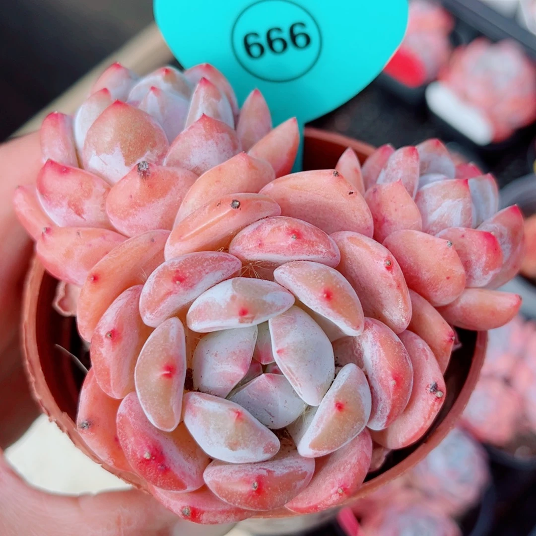 666号小老桩橙梦露群