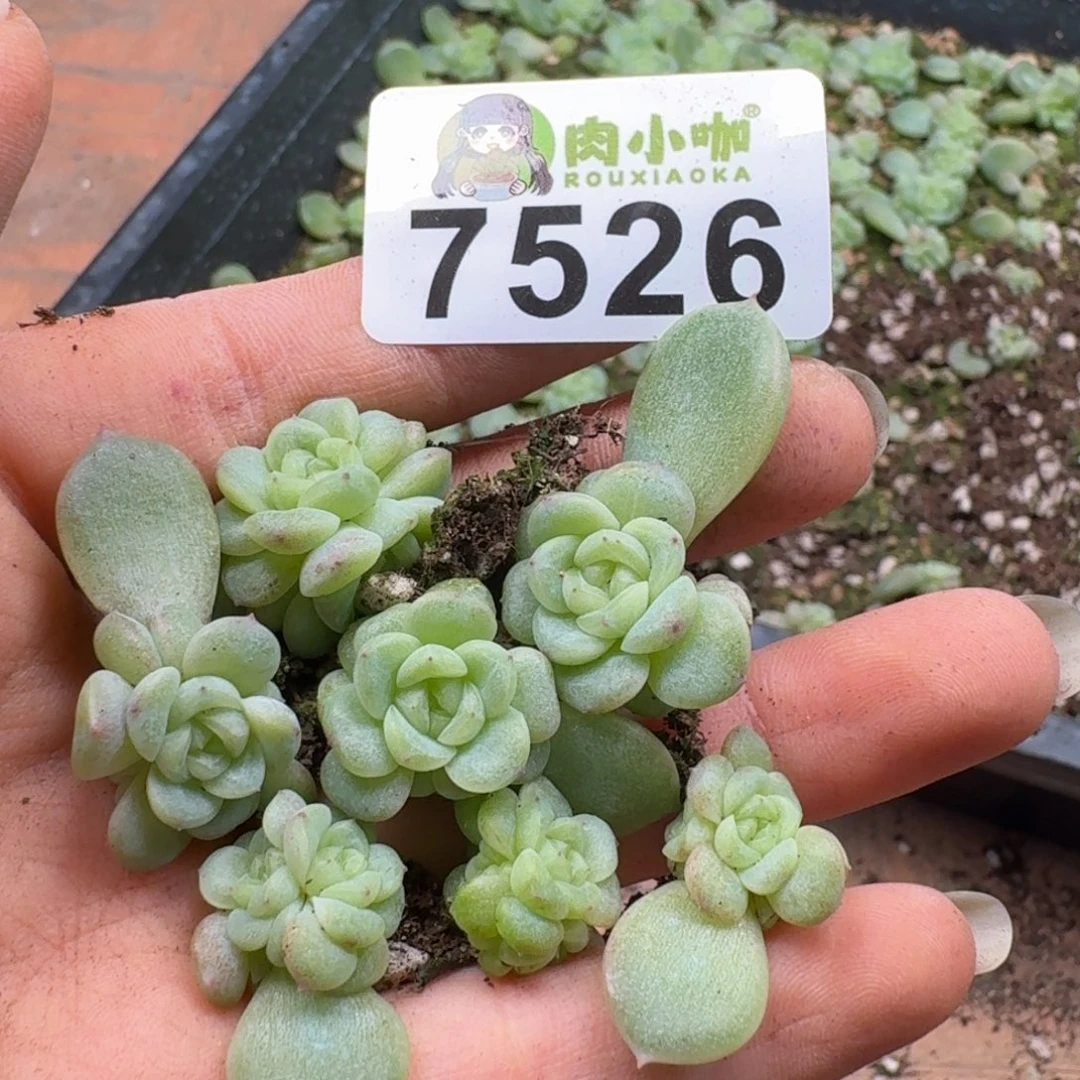 多肉植物多肉植物