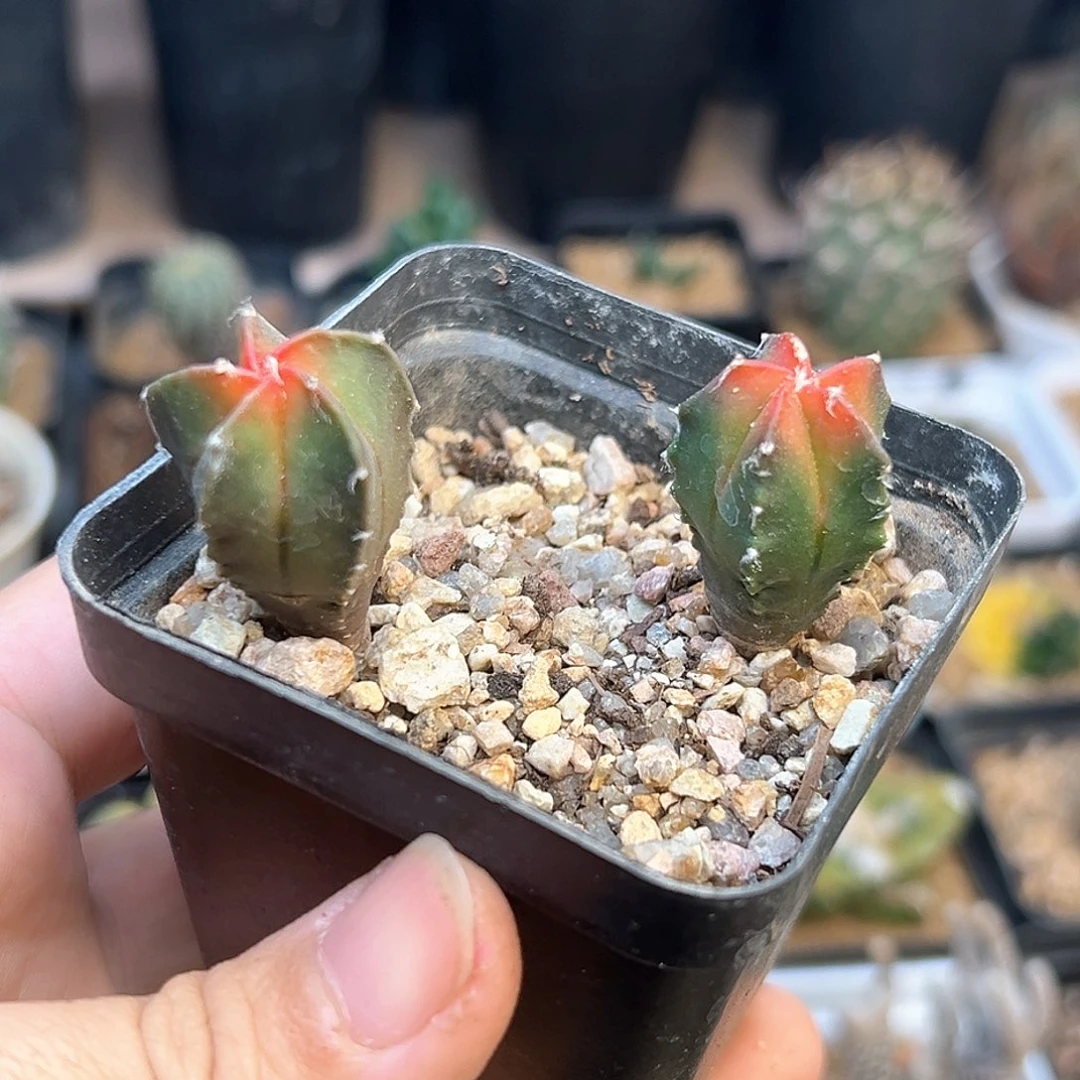 红叶鸾凤玉实生球2颗