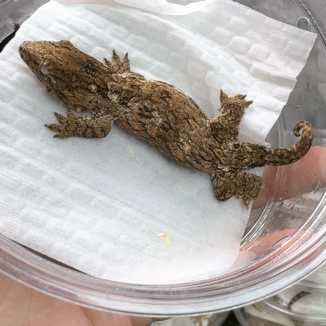 巨人守宫9号Ana公