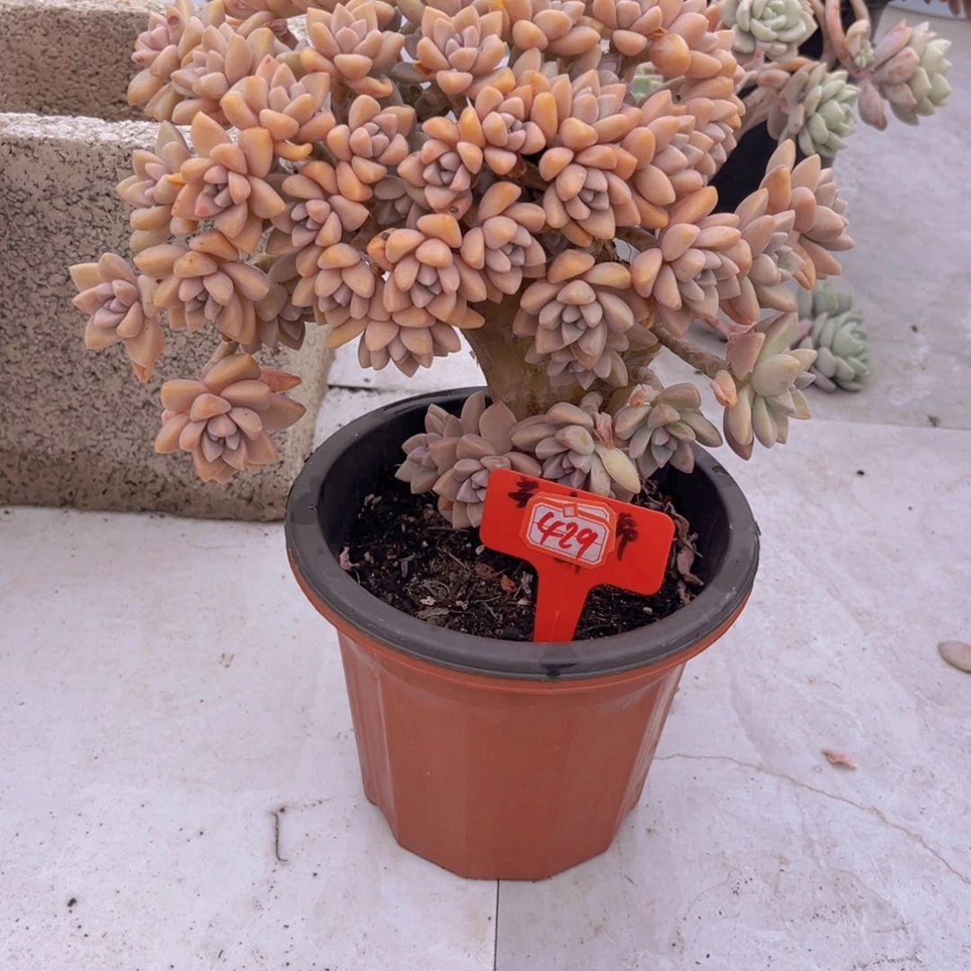 猫*白淡雪缀化429多肉植物