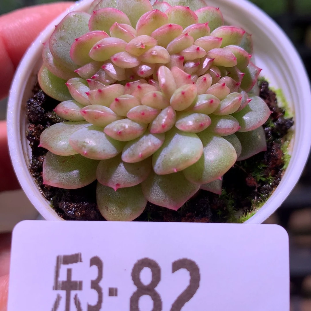 乐然 3-82 新品缀化