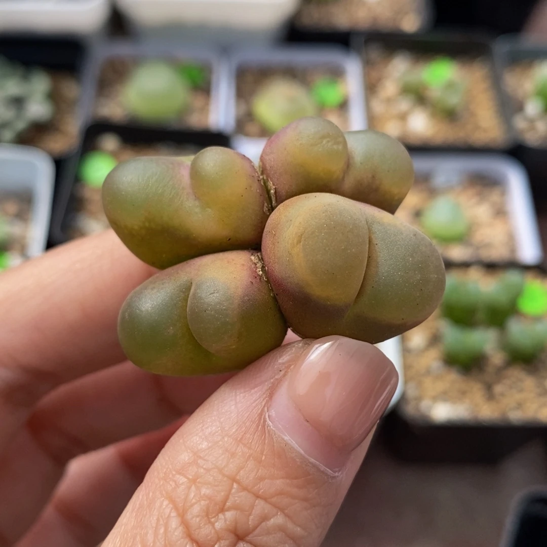 4头（瑕疵）多肉植物47
